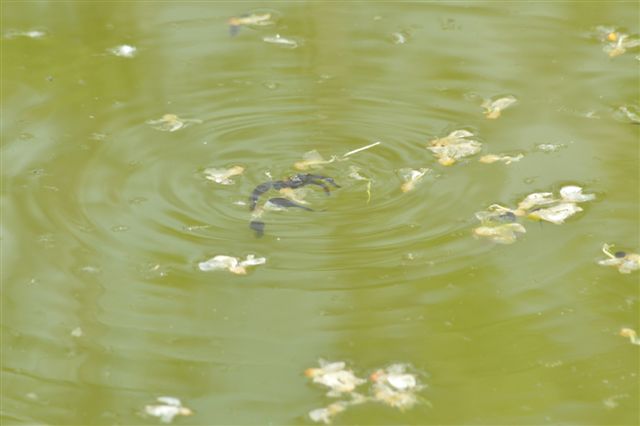 Girini in piscina... - rospo smeraldino